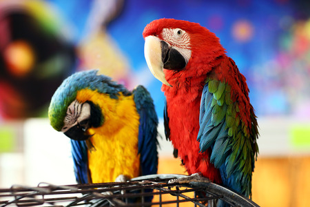 Sweet couple: two parrots sitting on a cageの写真素材