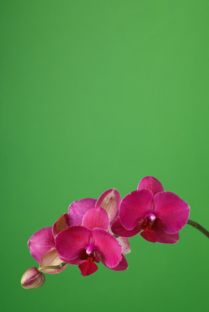 Branch of a blossoming orchid claret color on a green background with space for textの写真素材