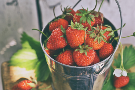 Harvesting: bucket of ripe strawberry close-up. First juicy berriesの写真素材