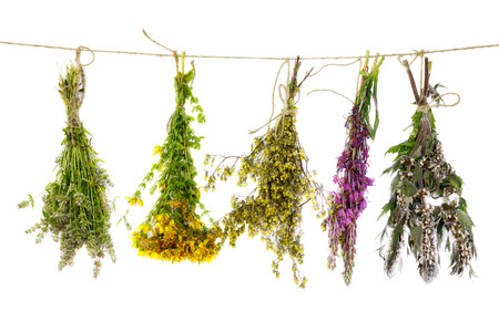 Bunch of medicinal plants on a rope isolated on a white backgroundの写真素材