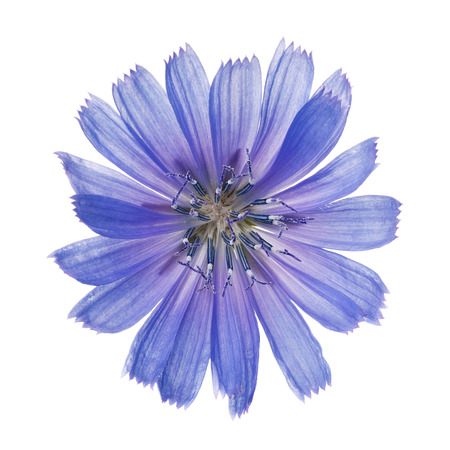 Flower chicory isolated on white background. Close-up of a plant photographed from above has curative propertiesの写真素材