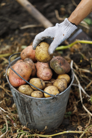 Seasonal harvesting of ripe potatoes in the home garden, close-upの写真素材