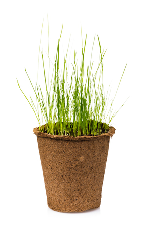 Peat pot with greens isolated on white backgroundの写真素材