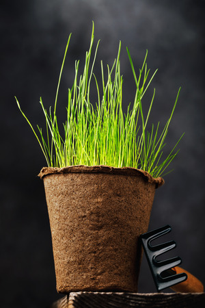 Peat pot with greens on a table close-upの写真素材