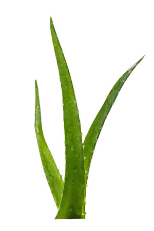 Aloe medicinal plant branch isolated on white backgroundの写真素材