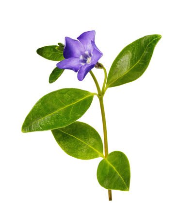 Blooming periwinkle isolated on white background. Medicinal plant from various tumorsの写真素材