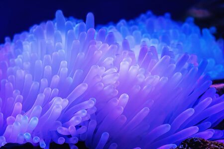 Beautiful sea anemones under water, closeupの写真素材