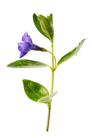 Blooming periwinkle isolated on white background. Medicinal plant from various tumors, closeupの写真素材