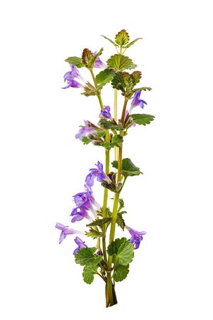 Branch of flowering catnip or called Nepeta cataria, isolated on white background. The plant is used in medicine and as a seasoning for foodの写真素材