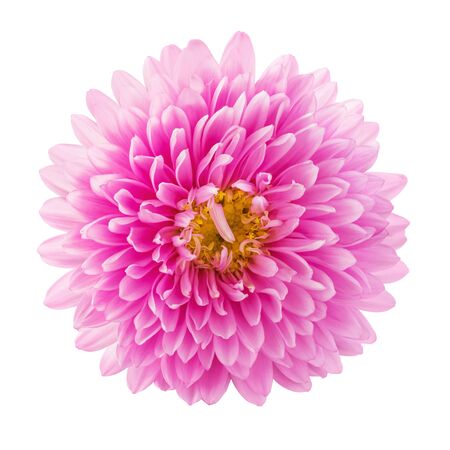 Beautiful pink aster flower isolated on white background, top view. Macro image for greeting cards and various holidaysの写真素材