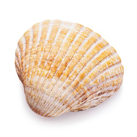Small seashell isolated on white background, top view. Photo taken by stacking method
