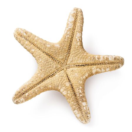 Starfish isolated on white background. Top view of an inverted mollusk shellの写真素材