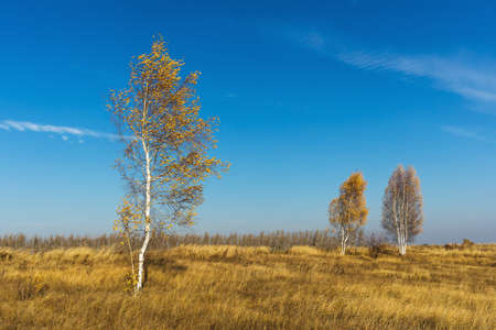 Three birch trees in an empty field, rural autumn landscapeの写真素材