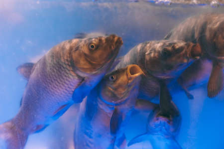 The fish swims in the aquarium in the supermarketの写真素材