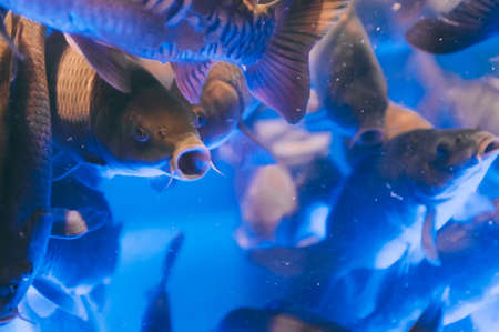 The fish swims in the aquarium in the supermarket