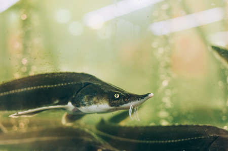The fish swims in the aquarium in the supermarketの写真素材