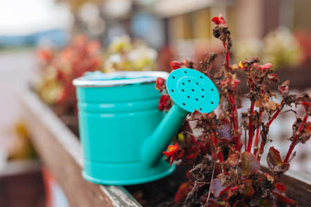 A man waters flowers from a bright watering potの写真素材