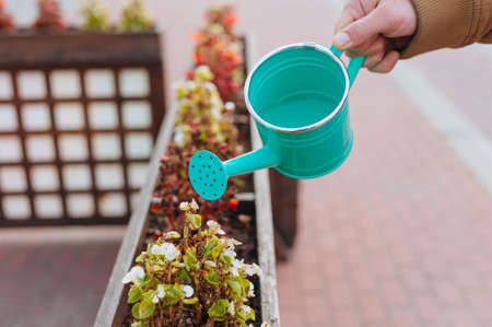 A man waters flowers from a bright watering potの写真素材