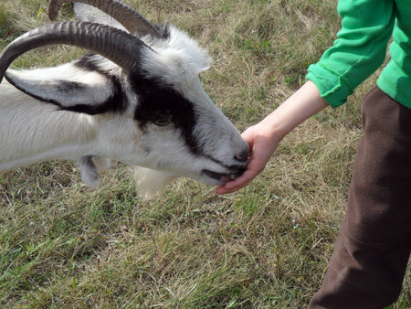 boy with goat on the field