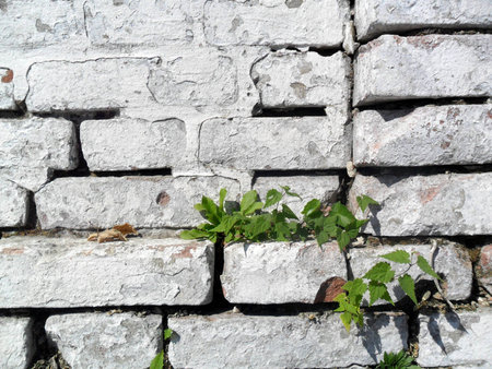 Texture old wall close-up,applicable for background designの写真素材