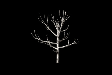 Dead Tree black background 3d renderingの写真素材