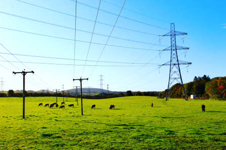 Green pasture field with grazing cows and telephone lines and transmission tower cablesの写真素材