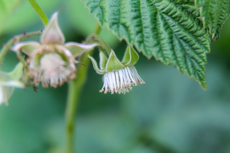 Macro close up of a raspberry  flower on a rubus plant in a community gardenの写真素材