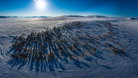 Aerial panorama of the snow tundra on a clear day with blue sky and running dears in Chukotka Russiaの写真素材