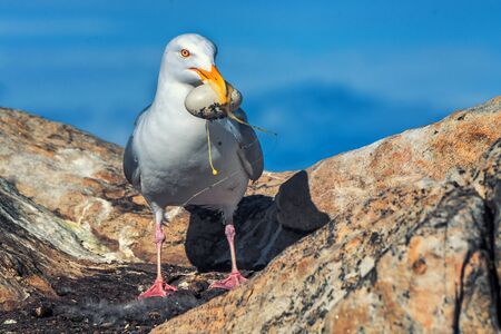 Petrel with an egg in its beak stealing from the nestの写真素材