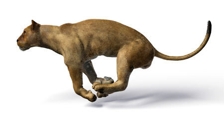 The image of a lioness 3D illustrationの写真素材