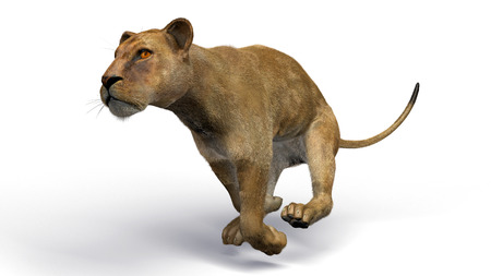 The image of a lioness 3D illustrationの写真素材
