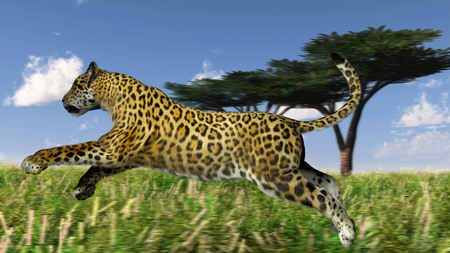 The image of a running leopard 3D illustrationの写真素材