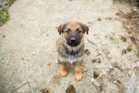 Cute fluffy Caucasian shepherd puppy looking for ownerの写真素材