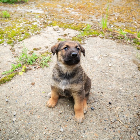 Cute fluffy Caucasian shepherd puppy looking for ownerの写真素材