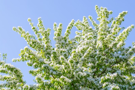 Blooming cherry tree on blue sky background