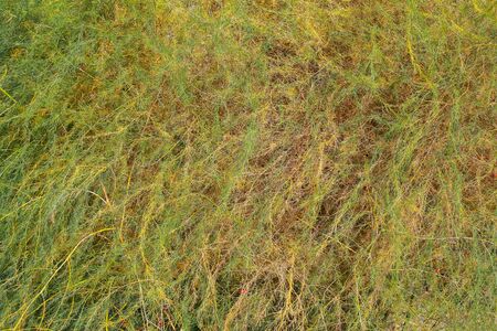 Lush spruce shrub with beautiful branches. Background.