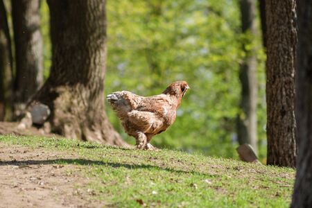 Domestic fluffy chicken walking through the forestの写真素材