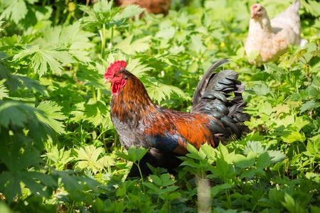 The beautiful cock closeup in lush vegetation