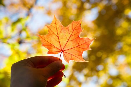 Maple leaf in hand on a blurred background of autumn foliage
