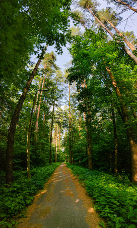 Straight asphalt road through a dense pine forest. Walk in the fresh air. The concept of a healthy...