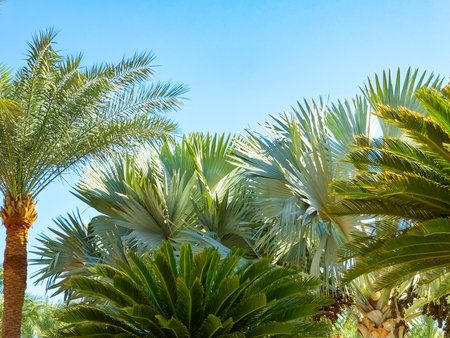 Gorgeous palm trees against the sky. Luxuriant vegetation. Background.の写真素材
