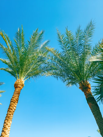 Two beautiful palm trees against the sky. Background with a copy space.
