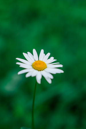 Chamomile flower on a green blurry backgroundの写真素材