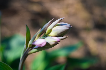 Beautiful plant on a blury backgroundの写真素材