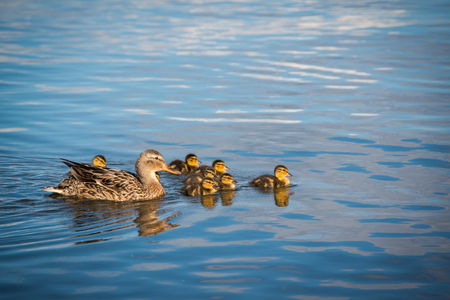 Duck with ducklings swimming in the lakeの写真素材