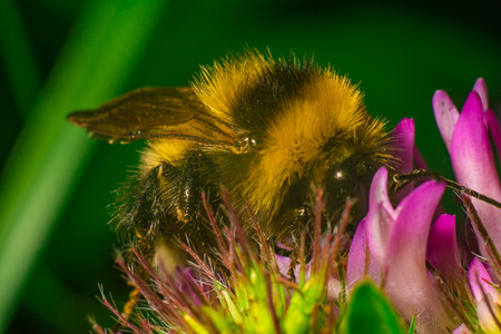 Bumblebee on the clover closeup macrophotographyの写真素材