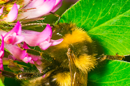 Bumblebee on the clover closeup macrophotographyの写真素材