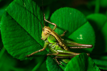 Grasshopper in the grass closeupの写真素材