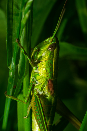 Grasshopper in the grass closeupの写真素材