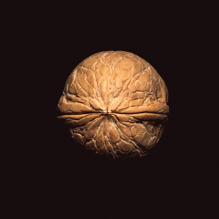 One walnut on dark background with deep shadowsの写真素材